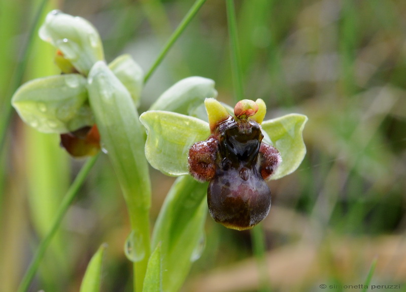 Orchidee del Chianti - Ophrys sphegodes e altre...